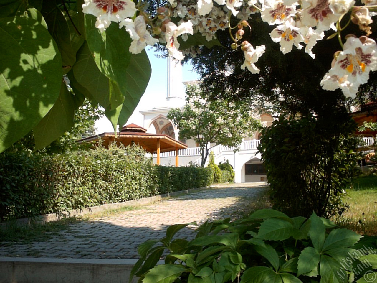 Southern Catalpa -Indian Bean Tree- flower.
