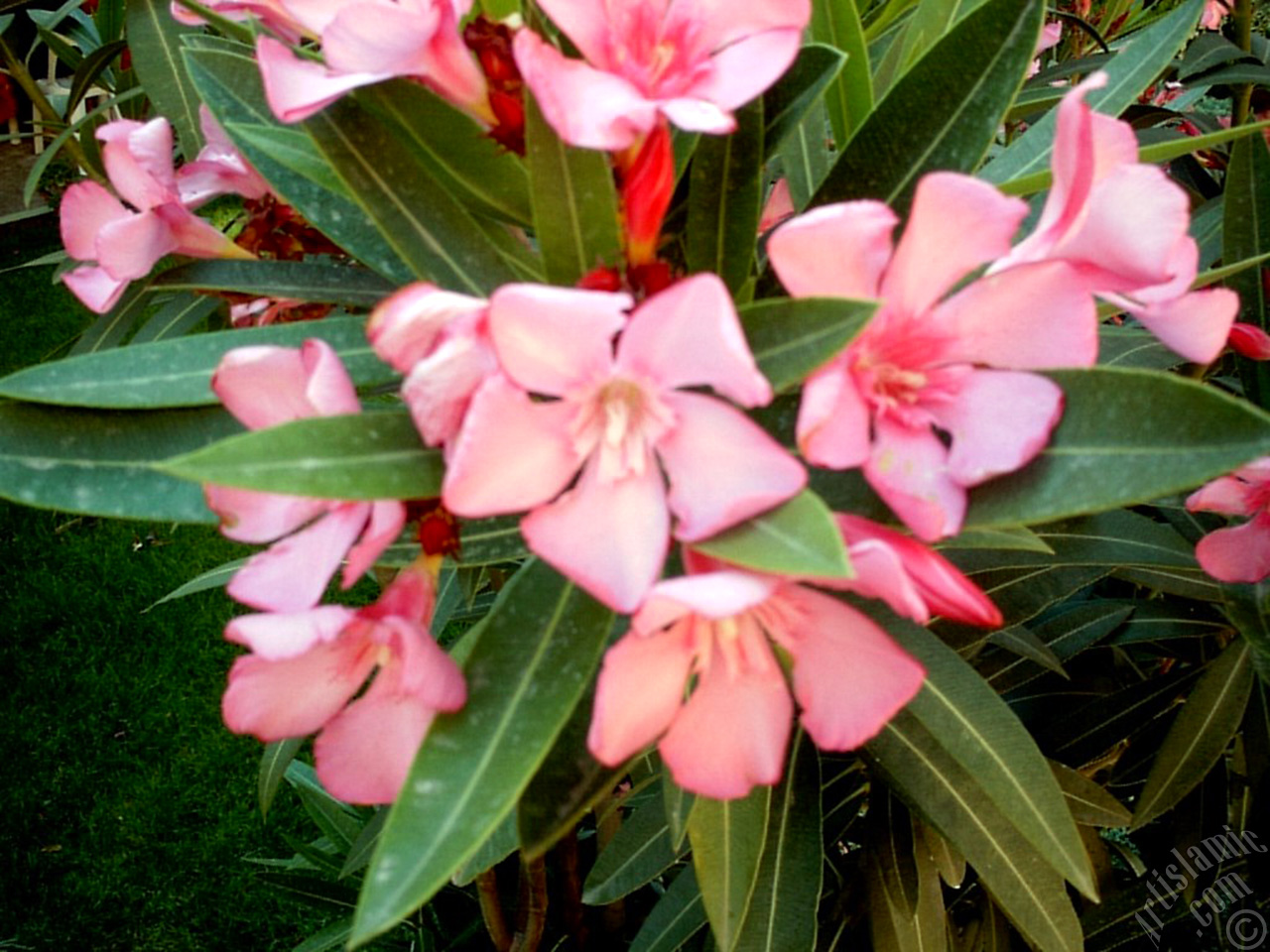 Oleander Tree`s pink flower.
