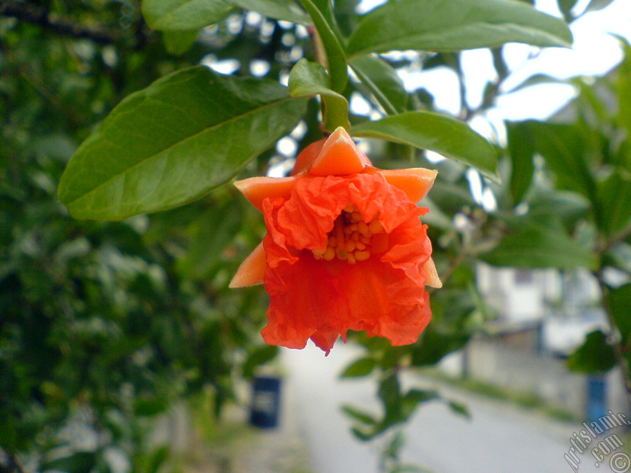Pomegranate`s flower.
