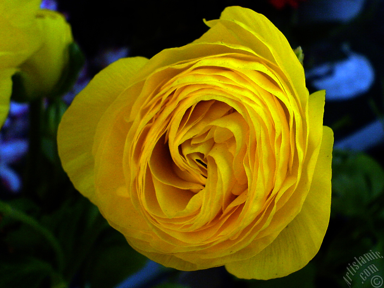 A yellow flower in the pot.
