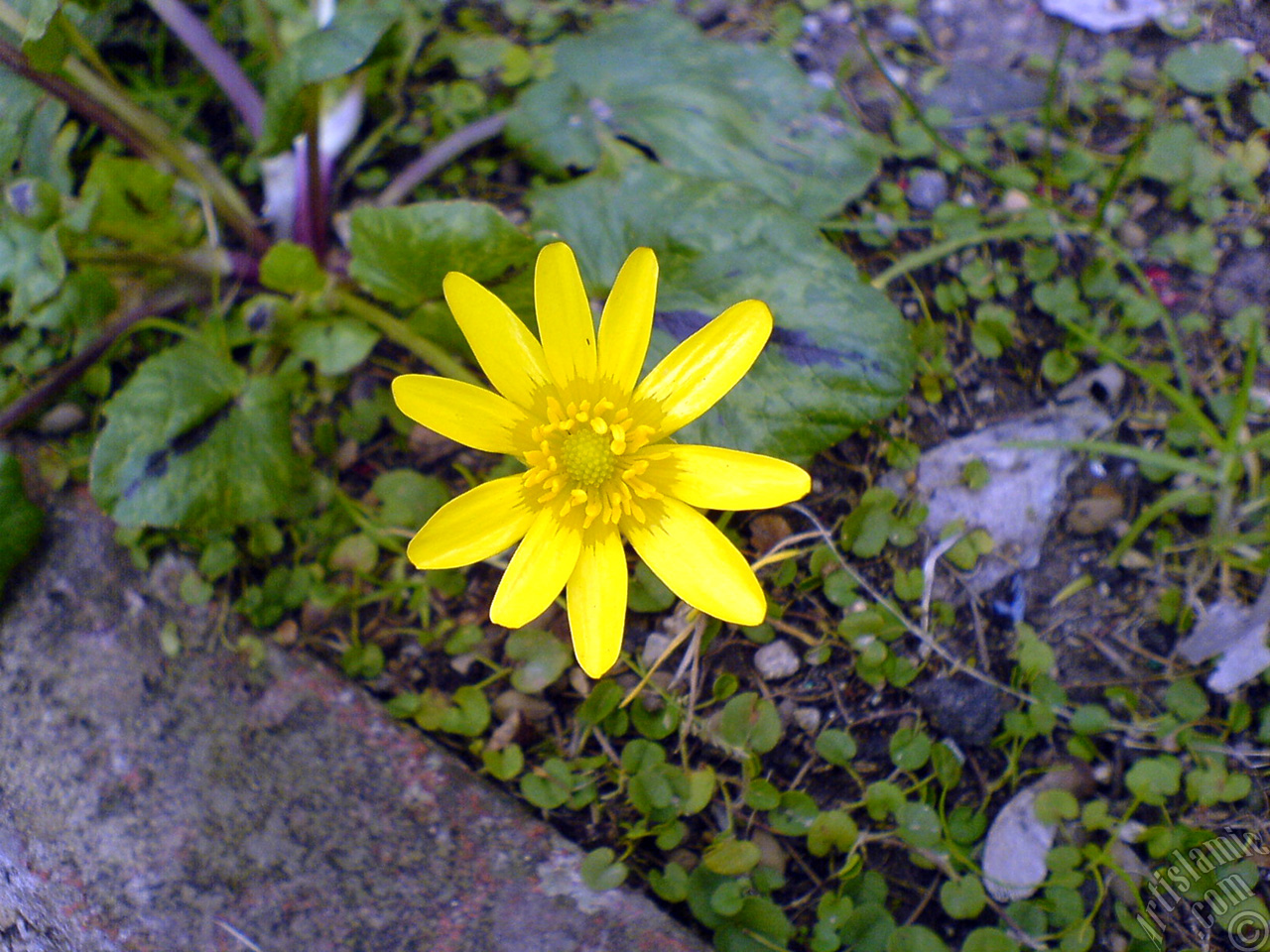 A yellow color flower from Asteraceae Family similar to yellow daisy.
