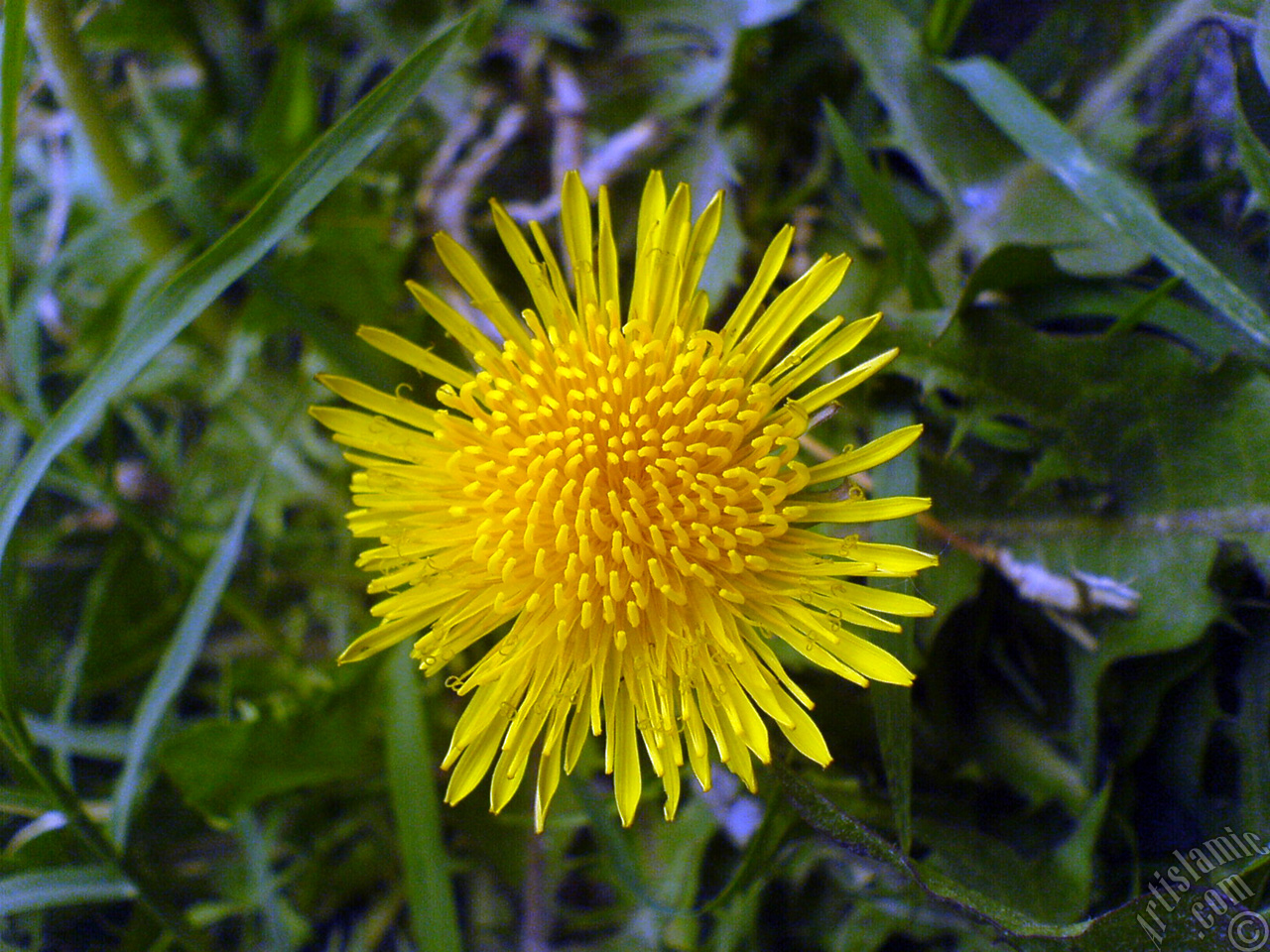 A yellow color flower from Asteraceae Family similar to yellow daisy.
