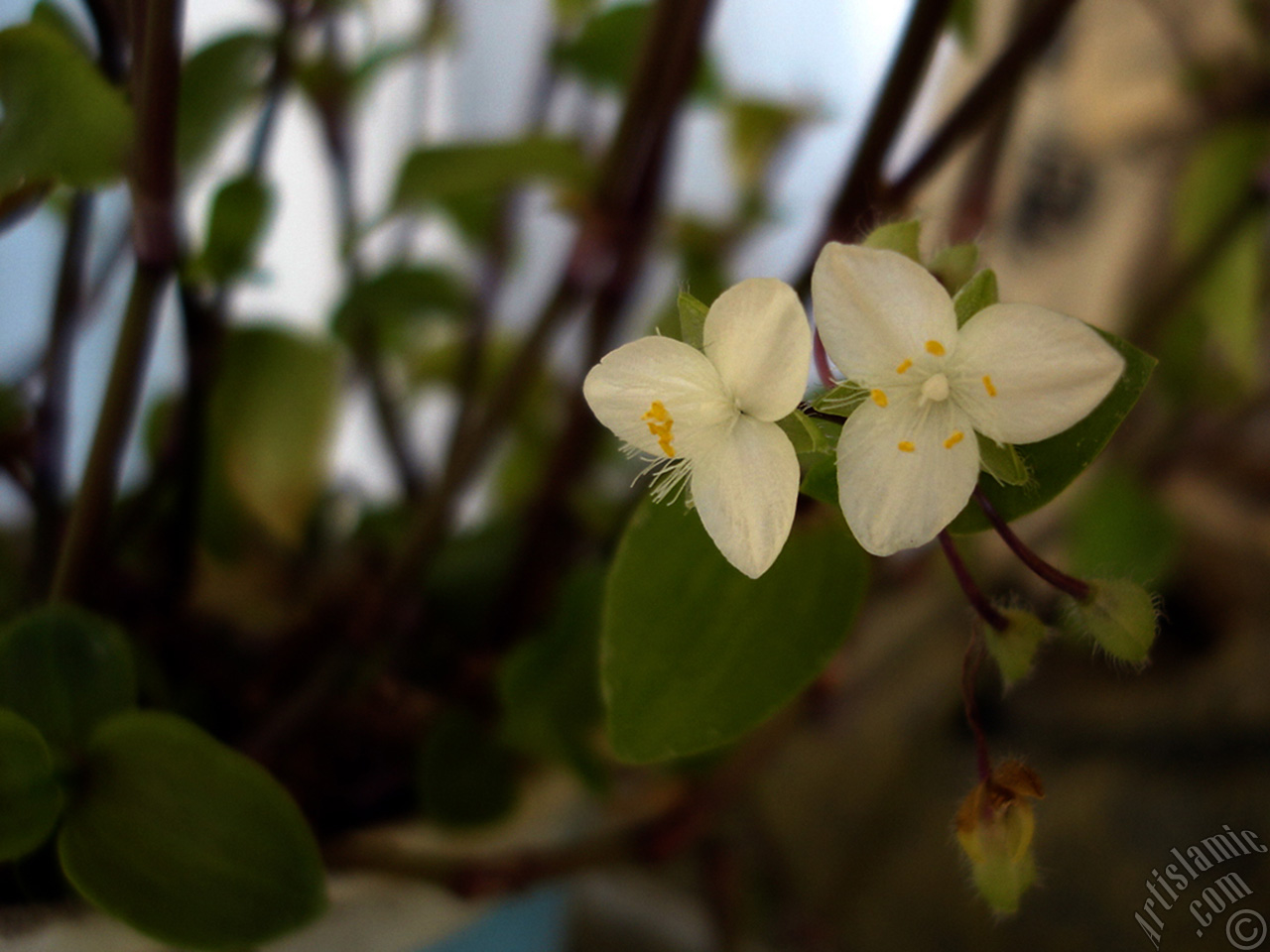 Virginia Spiderwort -Lady`s Tears- plant with tiny white flowers.
