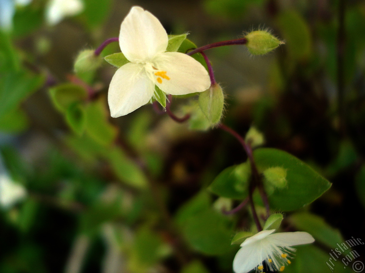 Virginia Spiderwort -Lady`s Tears- plant with tiny white flowers.

