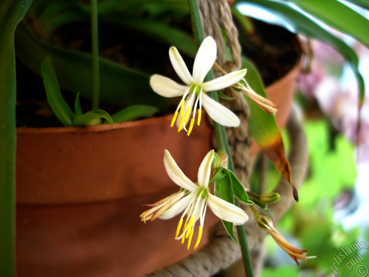 A plant with tiny white flowers looks like mini lilies.
