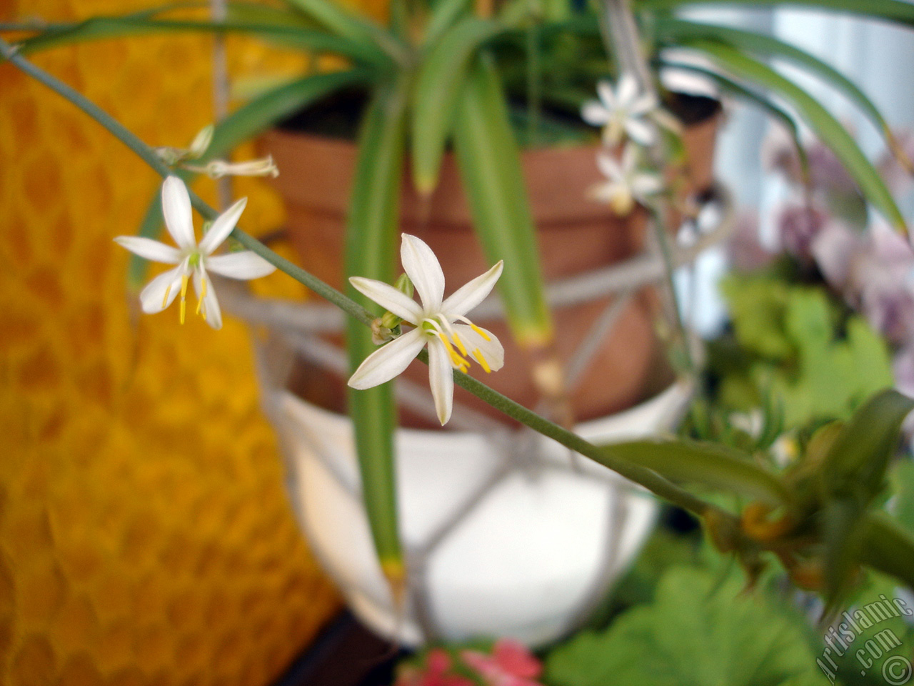 A plant with tiny white flowers looks like mini lilies.
