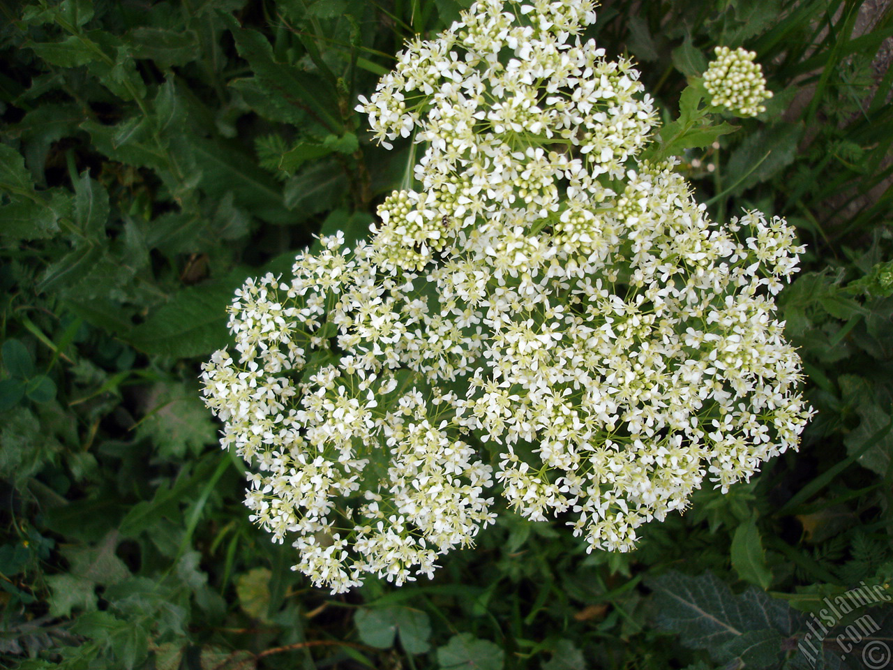 A plant with tiny white flowers.
