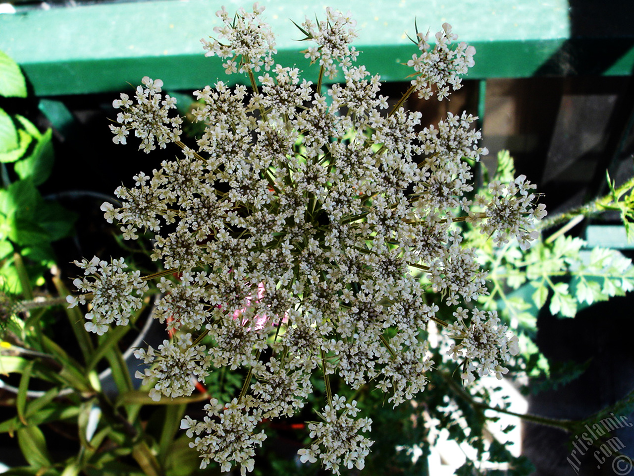 A plant with tiny white flowers.
