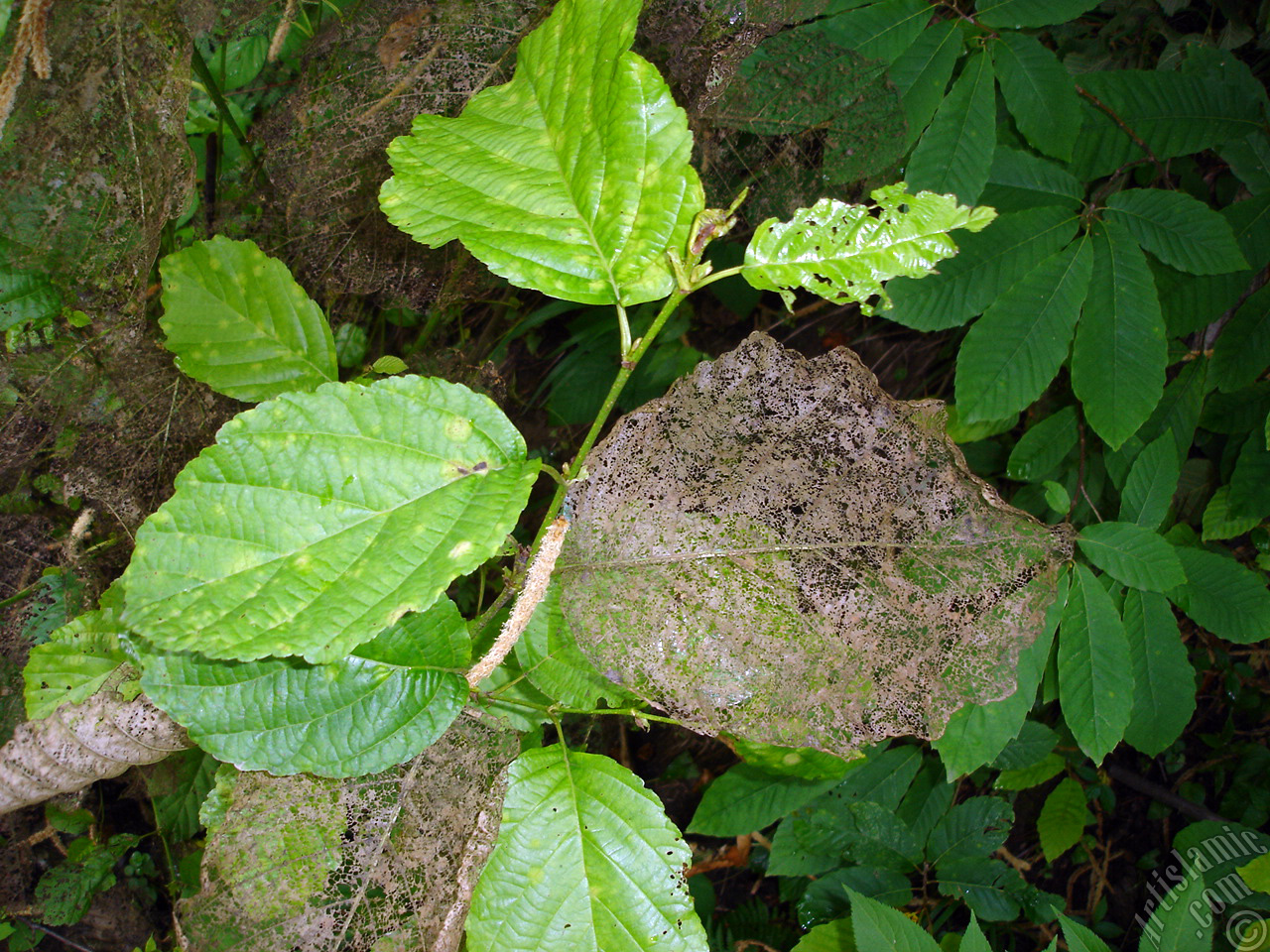 A plant with wormy leaves.
