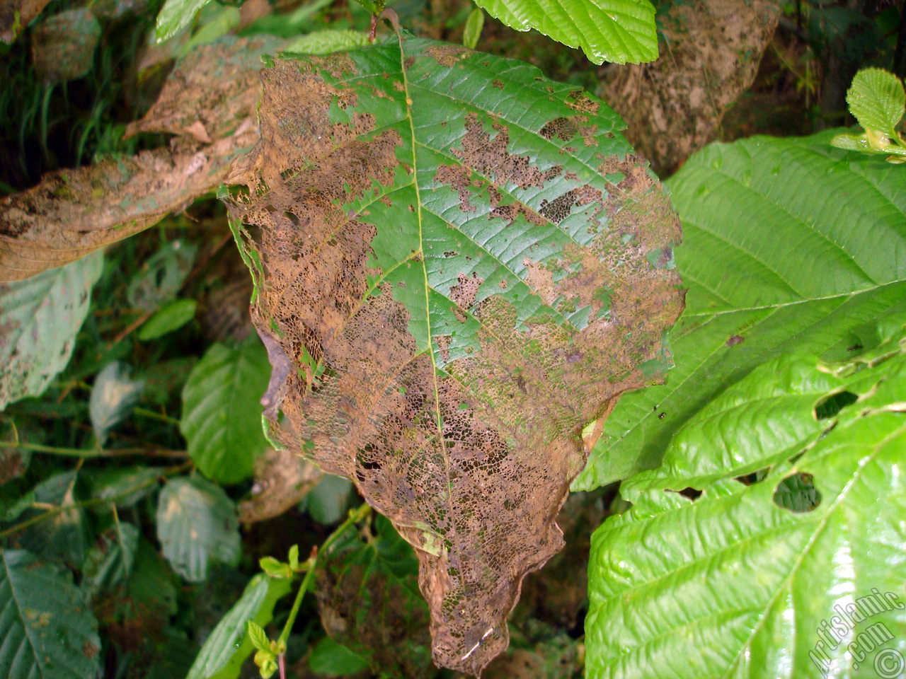 A plant with wormy leaves.

