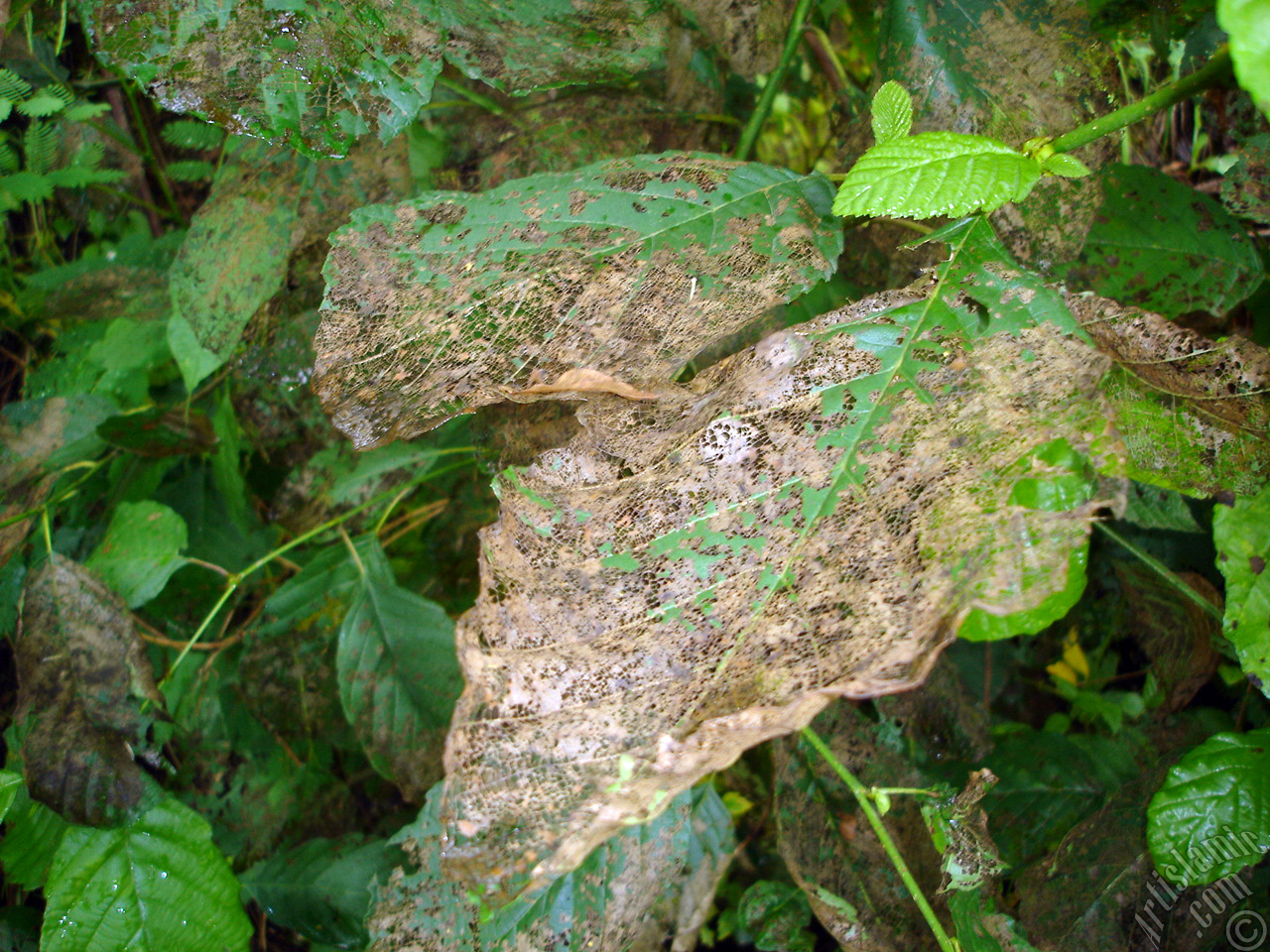 A plant with wormy leaves.

