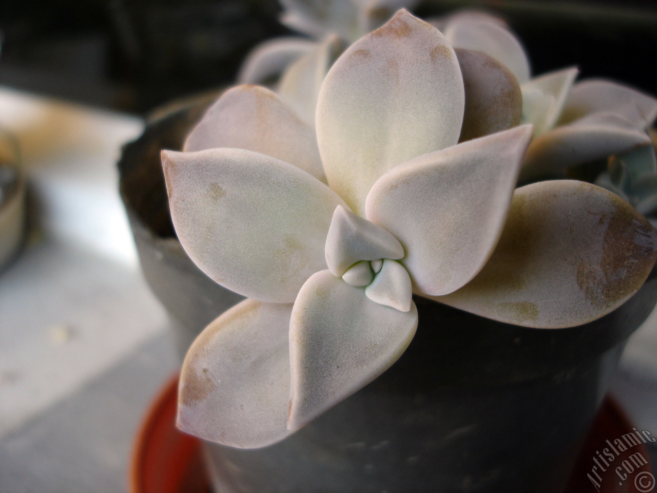 Sharpleaf Lenophyllum plant.
