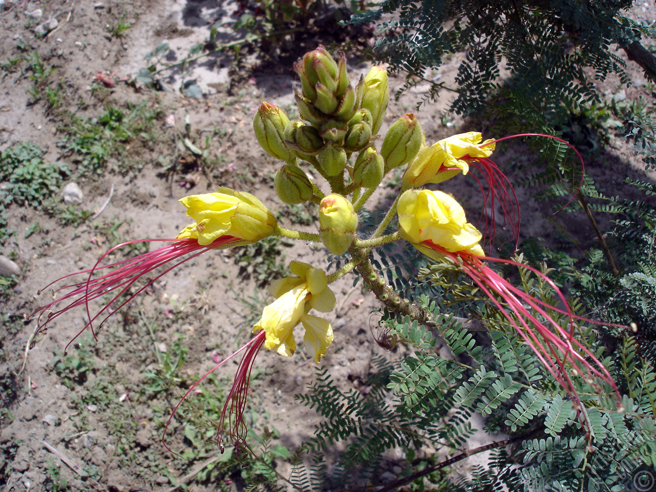 Yellow Bird of Paradise plant.
