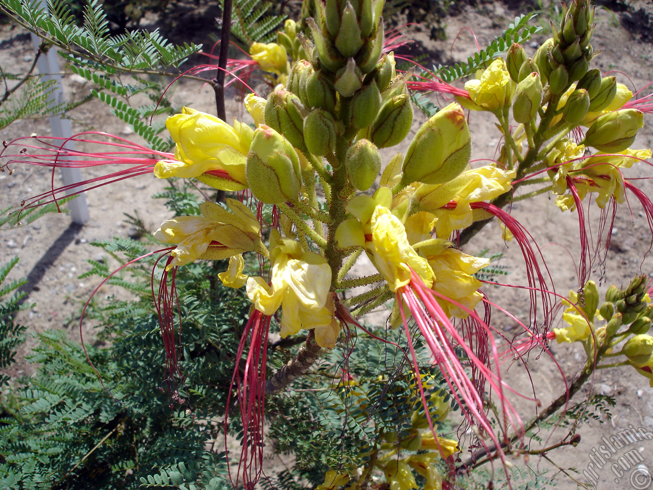 Yellow Bird of Paradise plant.
