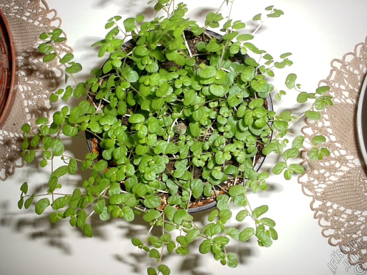 Maidenhair Vine plant.
