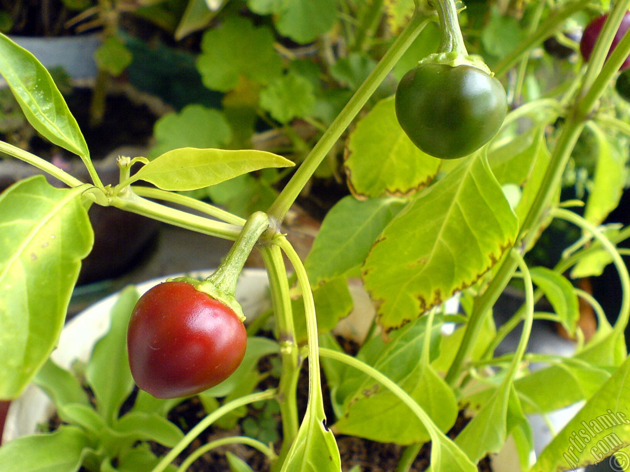 Sweet Pepper plant growed in the pot.
