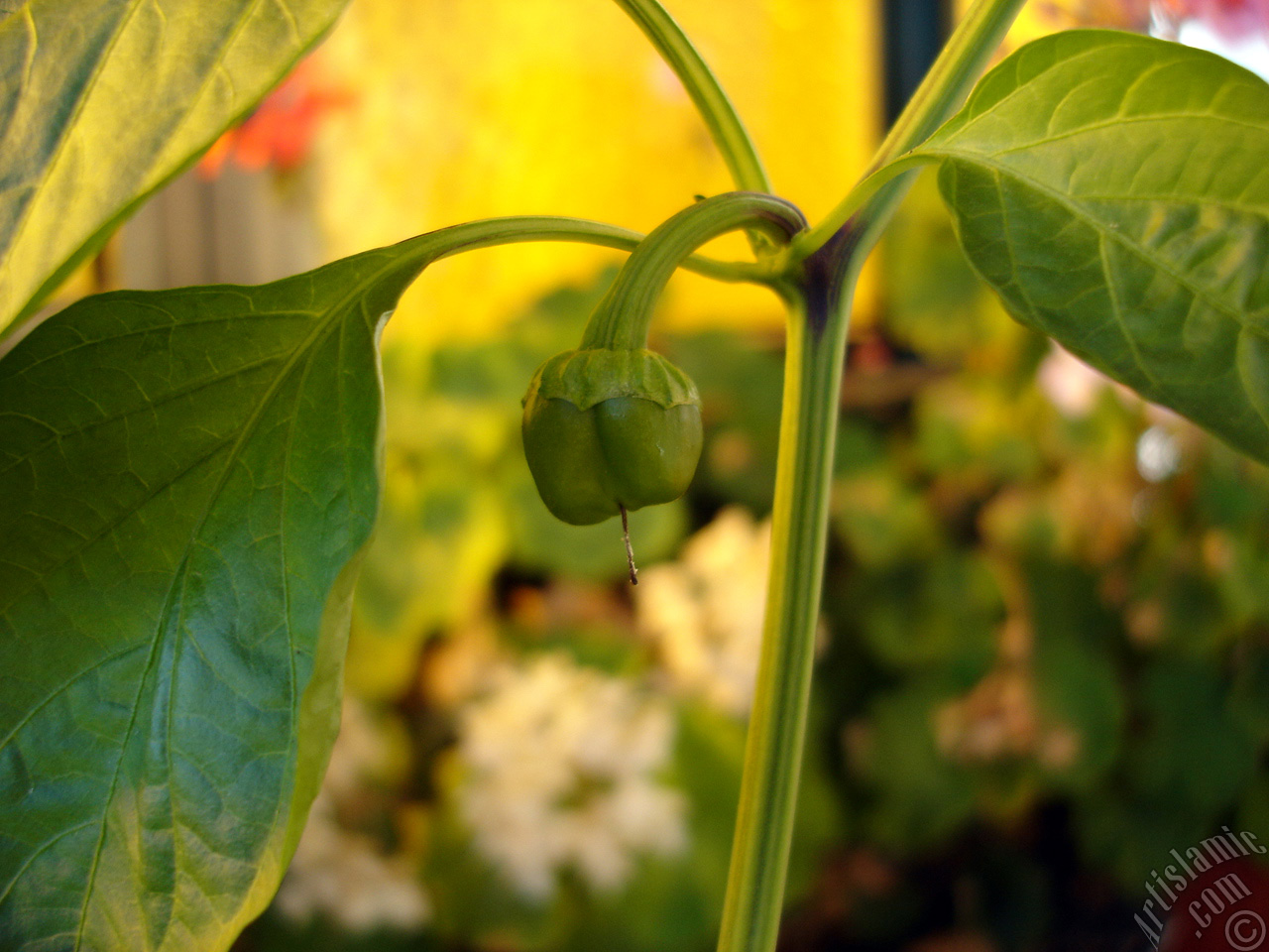 Sweet Pepper plant growed in the pot.
