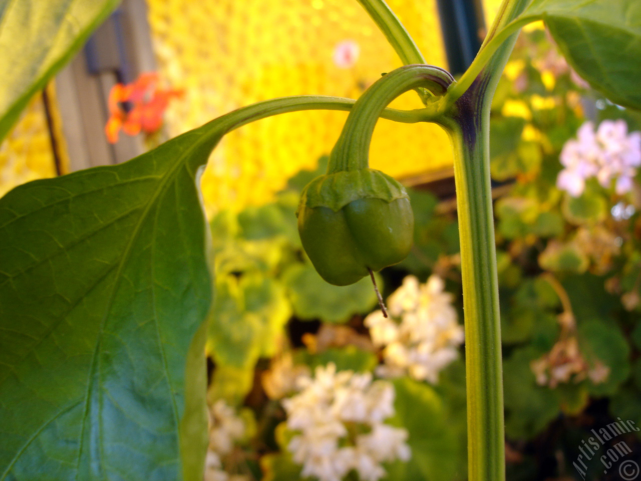 Sweet Pepper plant growed in the pot.
