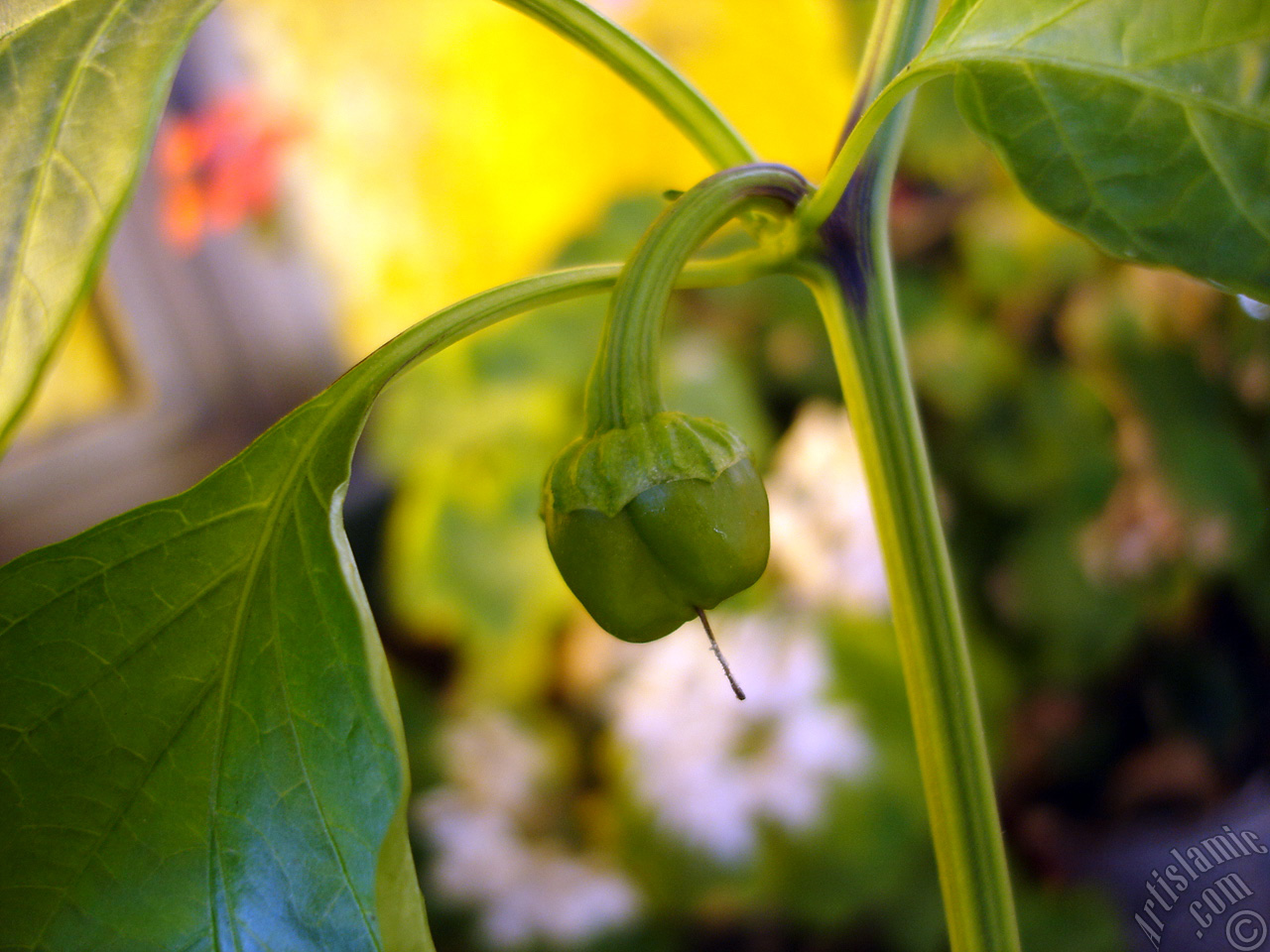 Sweet Pepper plant growed in the pot.
