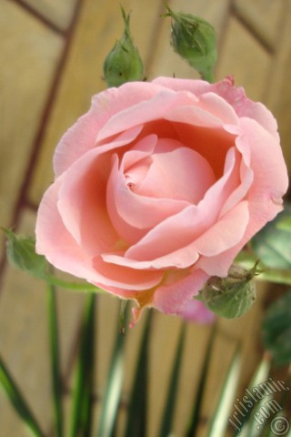 A mobile wallpaper and MMS picture for Apple iPhone 7s, 6s, 5s, 4s, Plus, iPods, iPads, New iPads, Samsung Galaxy S Series and Notes, Sony Ericsson Xperia, LG Mobile Phones, Tablets and Devices: Pink rose photo.
