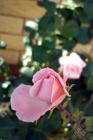 A mobile wallpaper and MMS picture for Apple iPhone 7s, 6s, 5s, 4s, Plus, iPods, iPads, New iPads, Samsung Galaxy S Series and Notes, Sony Ericsson Xperia, LG Mobile Phones, Tablets and Devices: Pink rose photo.
