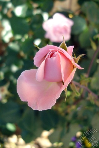 A mobile wallpaper and MMS picture for Apple iPhone 7s, 6s, 5s, 4s, Plus, iPods, iPads, New iPads, Samsung Galaxy S Series and Notes, Sony Ericsson Xperia, LG Mobile Phones, Tablets and Devices: Pink rose photo.
