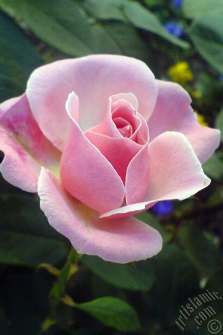 A mobile wallpaper and MMS picture for Apple iPhone 7s, 6s, 5s, 4s, Plus, iPods, iPads, New iPads, Samsung Galaxy S Series and Notes, Sony Ericsson Xperia, LG Mobile Phones, Tablets and Devices: Pink rose photo.
