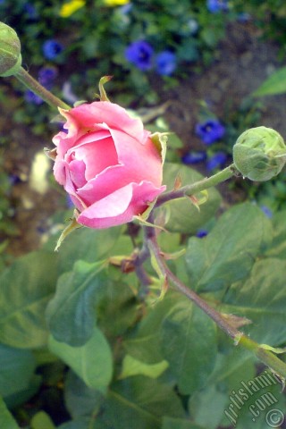 A mobile wallpaper and MMS picture for Apple iPhone 7s, 6s, 5s, 4s, Plus, iPods, iPads, New iPads, Samsung Galaxy S Series and Notes, Sony Ericsson Xperia, LG Mobile Phones, Tablets and Devices: Pink rose photo.
