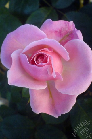 A mobile wallpaper and MMS picture for Apple iPhone 7s, 6s, 5s, 4s, Plus, iPods, iPads, New iPads, Samsung Galaxy S Series and Notes, Sony Ericsson Xperia, LG Mobile Phones, Tablets and Devices: Pink rose photo.
