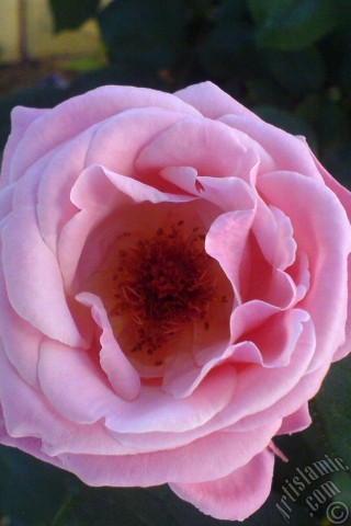 A mobile wallpaper and MMS picture for Apple iPhone 7s, 6s, 5s, 4s, Plus, iPods, iPads, New iPads, Samsung Galaxy S Series and Notes, Sony Ericsson Xperia, LG Mobile Phones, Tablets and Devices: Pink rose photo.
