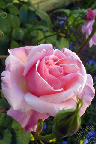 A mobile wallpaper and MMS picture for Apple iPhone 7s, 6s, 5s, 4s, Plus, iPods, iPads, New iPads, Samsung Galaxy S Series and Notes, Sony Ericsson Xperia, LG Mobile Phones, Tablets and Devices: Pink rose photo.
