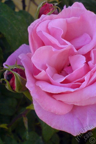 A mobile wallpaper and MMS picture for Apple iPhone 7s, 6s, 5s, 4s, Plus, iPods, iPads, New iPads, Samsung Galaxy S Series and Notes, Sony Ericsson Xperia, LG Mobile Phones, Tablets and Devices: Pink rose photo.
