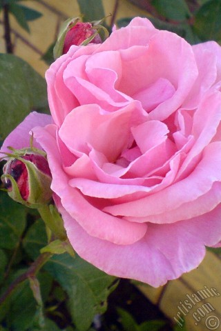 A mobile wallpaper and MMS picture for Apple iPhone 7s, 6s, 5s, 4s, Plus, iPods, iPads, New iPads, Samsung Galaxy S Series and Notes, Sony Ericsson Xperia, LG Mobile Phones, Tablets and Devices: Pink rose photo.
