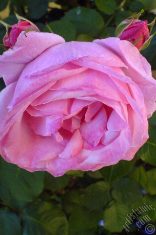 A mobile wallpaper and MMS picture for Apple iPhone 7s, 6s, 5s, 4s, Plus, iPods, iPads, New iPads, Samsung Galaxy S Series and Notes, Sony Ericsson Xperia, LG Mobile Phones, Tablets and Devices: Pink rose photo.
