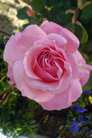 A mobile wallpaper and MMS picture for Apple iPhone 7s, 6s, 5s, 4s, Plus, iPods, iPads, New iPads, Samsung Galaxy S Series and Notes, Sony Ericsson Xperia, LG Mobile Phones, Tablets and Devices: Pink rose photo.
