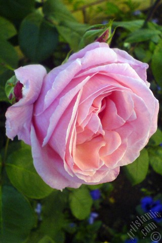 A mobile wallpaper and MMS picture for Apple iPhone 7s, 6s, 5s, 4s, Plus, iPods, iPads, New iPads, Samsung Galaxy S Series and Notes, Sony Ericsson Xperia, LG Mobile Phones, Tablets and Devices: Pink rose photo.
