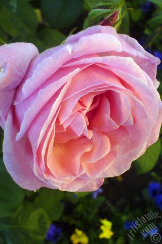 A mobile wallpaper and MMS picture for Apple iPhone 7s, 6s, 5s, 4s, Plus, iPods, iPads, New iPads, Samsung Galaxy S Series and Notes, Sony Ericsson Xperia, LG Mobile Phones, Tablets and Devices: Pink rose photo.
