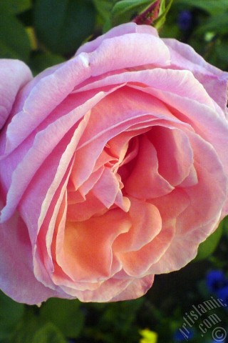 A mobile wallpaper and MMS picture for Apple iPhone 7s, 6s, 5s, 4s, Plus, iPods, iPads, New iPads, Samsung Galaxy S Series and Notes, Sony Ericsson Xperia, LG Mobile Phones, Tablets and Devices: Pink rose photo.
