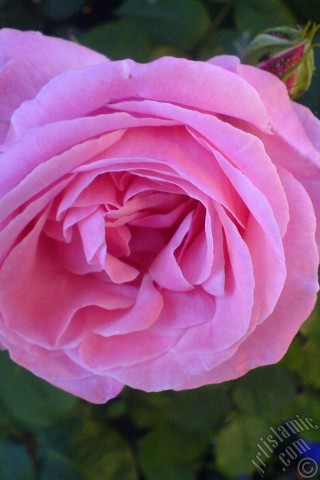 A mobile wallpaper and MMS picture for Apple iPhone 7s, 6s, 5s, 4s, Plus, iPods, iPads, New iPads, Samsung Galaxy S Series and Notes, Sony Ericsson Xperia, LG Mobile Phones, Tablets and Devices: Pink rose photo.
