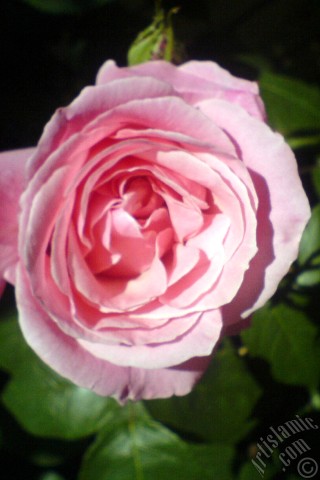 A mobile wallpaper and MMS picture for Apple iPhone 7s, 6s, 5s, 4s, Plus, iPods, iPads, New iPads, Samsung Galaxy S Series and Notes, Sony Ericsson Xperia, LG Mobile Phones, Tablets and Devices: Pink rose photo.
