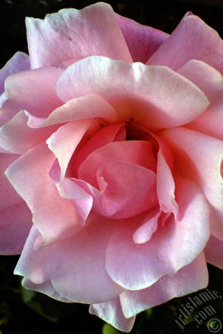 A mobile wallpaper and MMS picture for Apple iPhone 7s, 6s, 5s, 4s, Plus, iPods, iPads, New iPads, Samsung Galaxy S Series and Notes, Sony Ericsson Xperia, LG Mobile Phones, Tablets and Devices: Pink rose photo.
