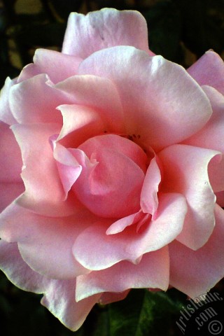 A mobile wallpaper and MMS picture for Apple iPhone 7s, 6s, 5s, 4s, Plus, iPods, iPads, New iPads, Samsung Galaxy S Series and Notes, Sony Ericsson Xperia, LG Mobile Phones, Tablets and Devices: Pink rose photo.
