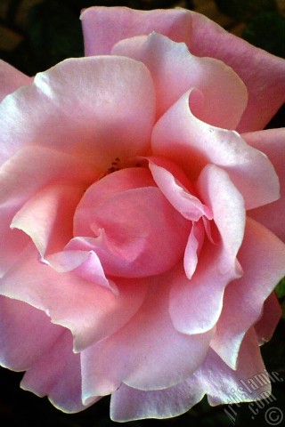 A mobile wallpaper and MMS picture for Apple iPhone 7s, 6s, 5s, 4s, Plus, iPods, iPads, New iPads, Samsung Galaxy S Series and Notes, Sony Ericsson Xperia, LG Mobile Phones, Tablets and Devices: Pink rose photo.
