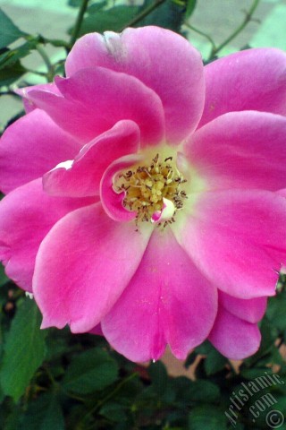 A mobile wallpaper and MMS picture for Apple iPhone 7s, 6s, 5s, 4s, Plus, iPods, iPads, New iPads, Samsung Galaxy S Series and Notes, Sony Ericsson Xperia, LG Mobile Phones, Tablets and Devices: Pink rose photo.
