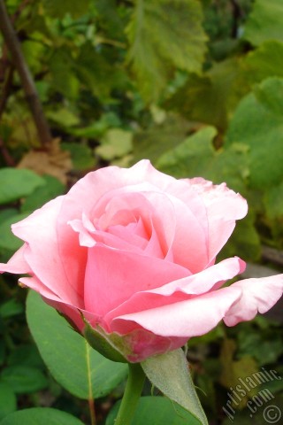 A mobile wallpaper and MMS picture for Apple iPhone 7s, 6s, 5s, 4s, Plus, iPods, iPads, New iPads, Samsung Galaxy S Series and Notes, Sony Ericsson Xperia, LG Mobile Phones, Tablets and Devices: Pink rose photo.
