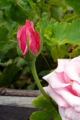 A mobile wallpaper and MMS picture for Apple iPhone 7s, 6s, 5s, 4s, Plus, iPods, iPads, New iPads, Samsung Galaxy S Series and Notes, Sony Ericsson Xperia, LG Mobile Phones, Tablets and Devices: Pink rose photo.
