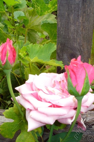 A mobile wallpaper and MMS picture for Apple iPhone 7s, 6s, 5s, 4s, Plus, iPods, iPads, New iPads, Samsung Galaxy S Series and Notes, Sony Ericsson Xperia, LG Mobile Phones, Tablets and Devices: Pink rose photo.
