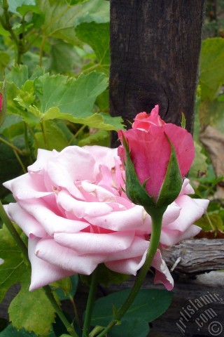 A mobile wallpaper and MMS picture for Apple iPhone 7s, 6s, 5s, 4s, Plus, iPods, iPads, New iPads, Samsung Galaxy S Series and Notes, Sony Ericsson Xperia, LG Mobile Phones, Tablets and Devices: Pink rose photo.
