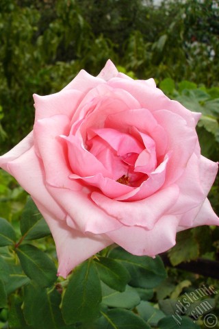 A mobile wallpaper and MMS picture for Apple iPhone 7s, 6s, 5s, 4s, Plus, iPods, iPads, New iPads, Samsung Galaxy S Series and Notes, Sony Ericsson Xperia, LG Mobile Phones, Tablets and Devices: Pink rose photo.
