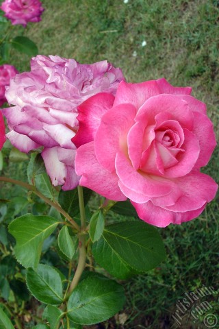 A mobile wallpaper and MMS picture for Apple iPhone 7s, 6s, 5s, 4s, Plus, iPods, iPads, New iPads, Samsung Galaxy S Series and Notes, Sony Ericsson Xperia, LG Mobile Phones, Tablets and Devices: Pink rose photo.
